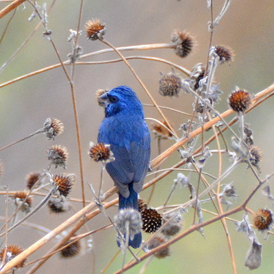 Indigo Bunting